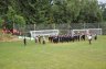 DSC_0117-0012.jpg - 